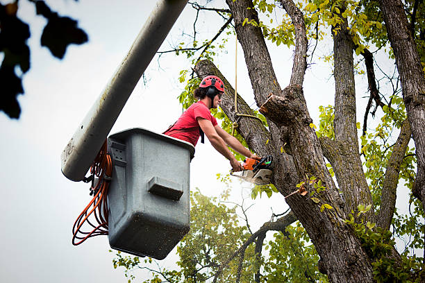 How Our Tree Care Process Works  in Harriman, TN